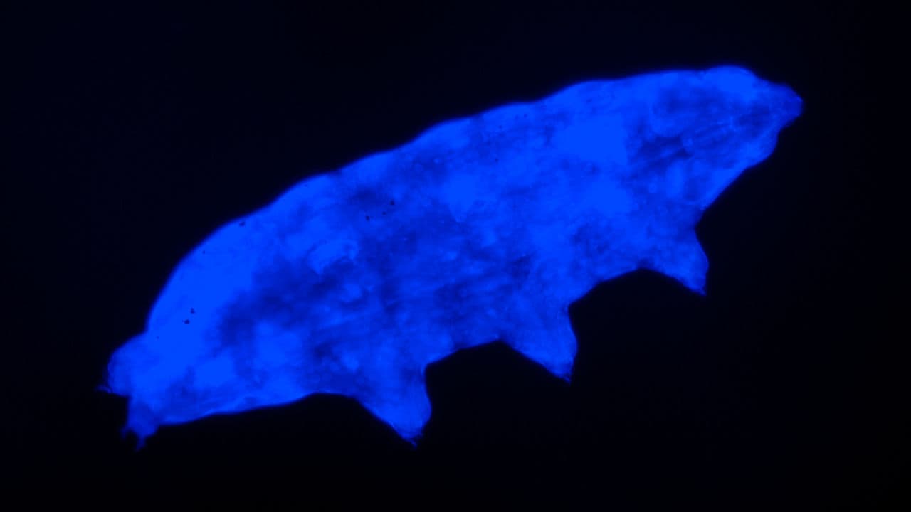 Water bear's fluorescent ‘shield’ UV radiation