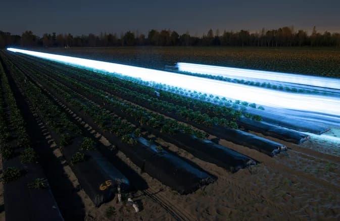 UV light preserving strawberries: How ultraviolet (UV) light can help save strawberries